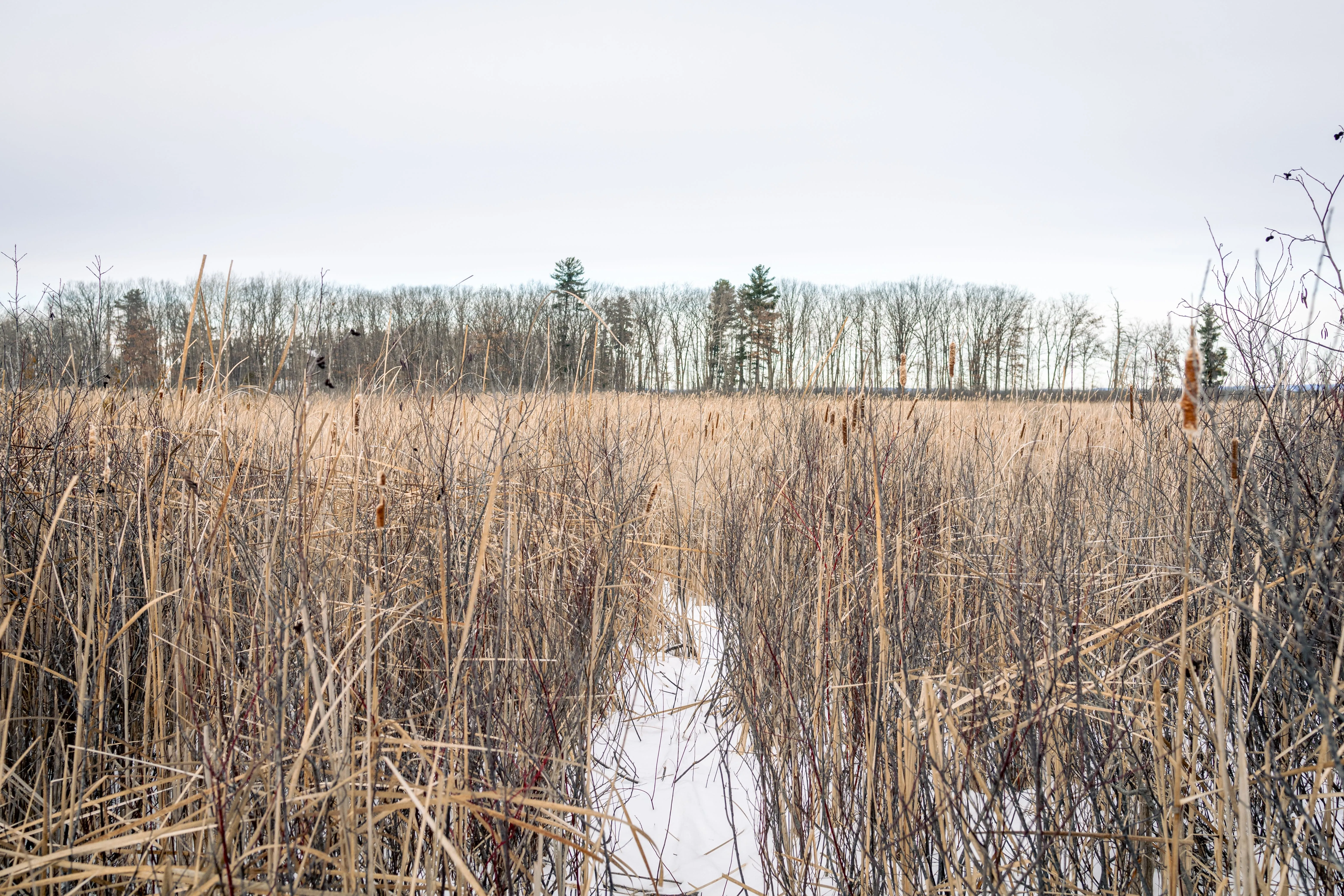 SNOVAP Winter Adventure Hike: Easy