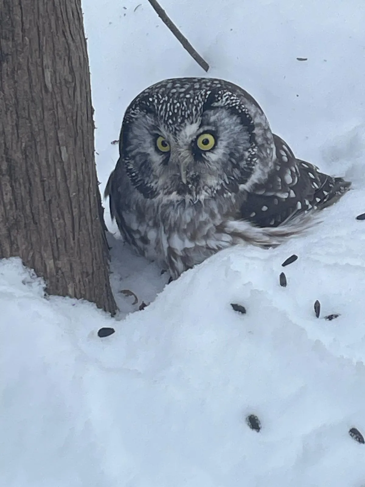 SNOVAP Winter Adventure Hike: Easy