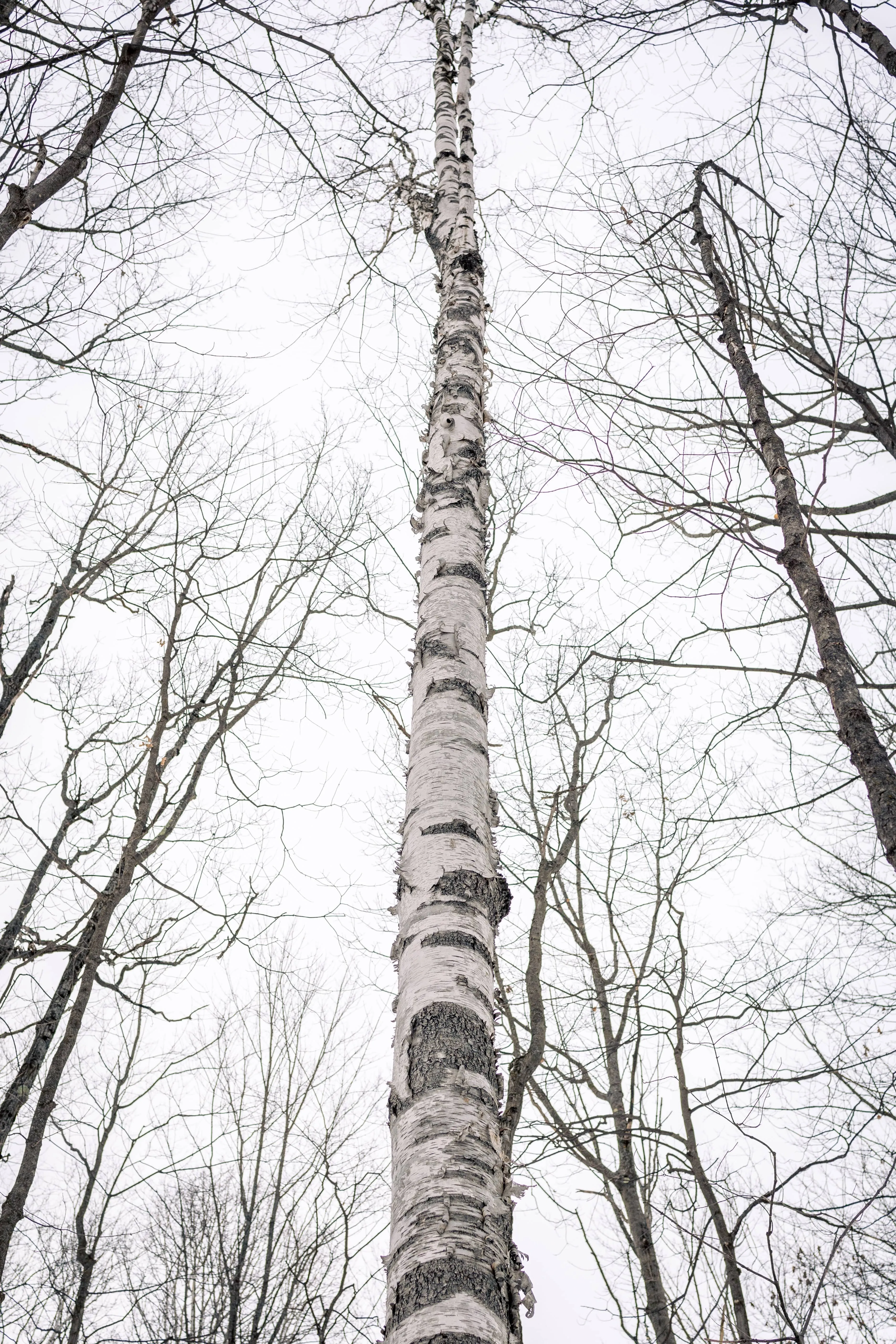 SNOVAP Winter Adventure Hike: Easy