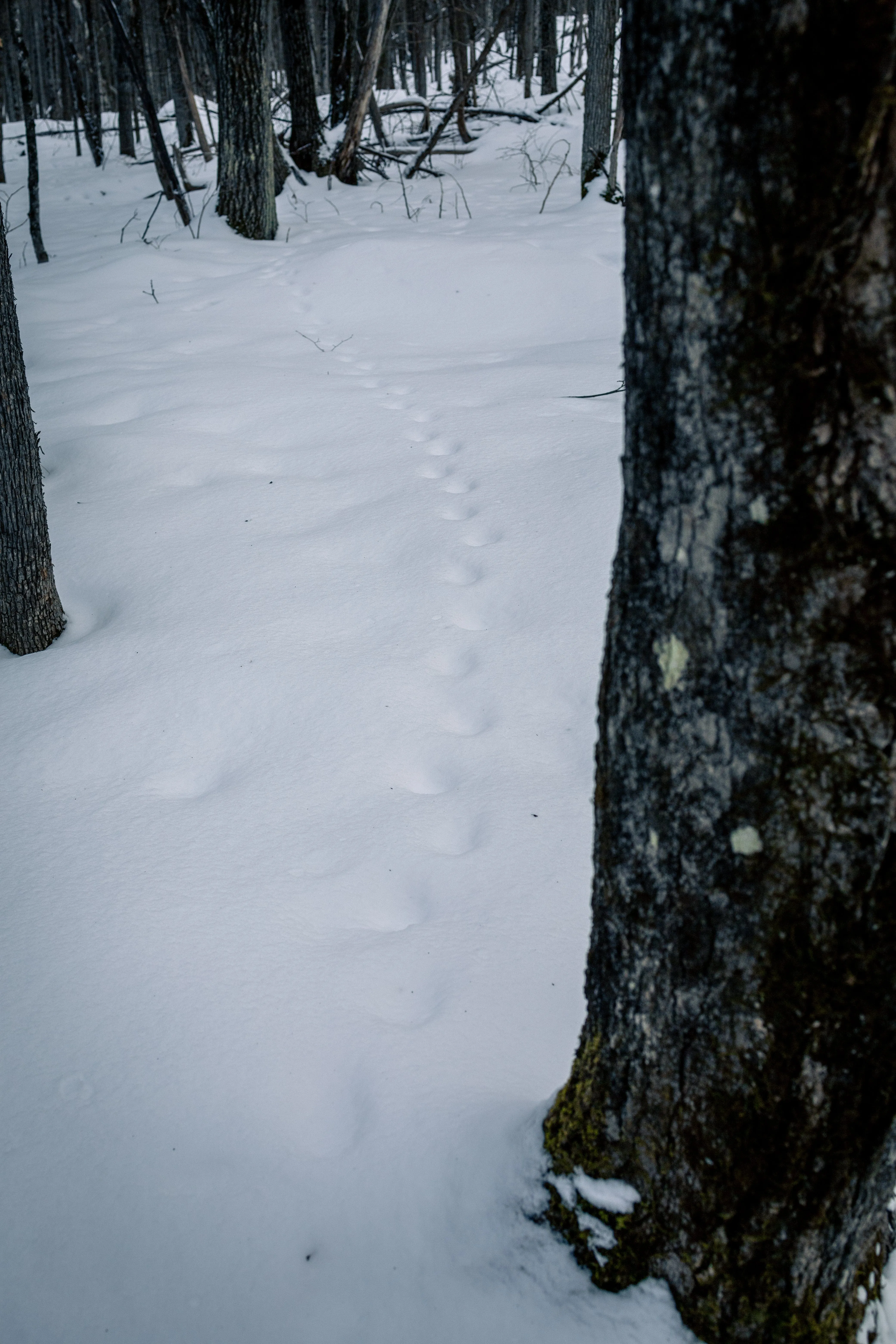 SNOVAP Winter Adventure Hike: Easy