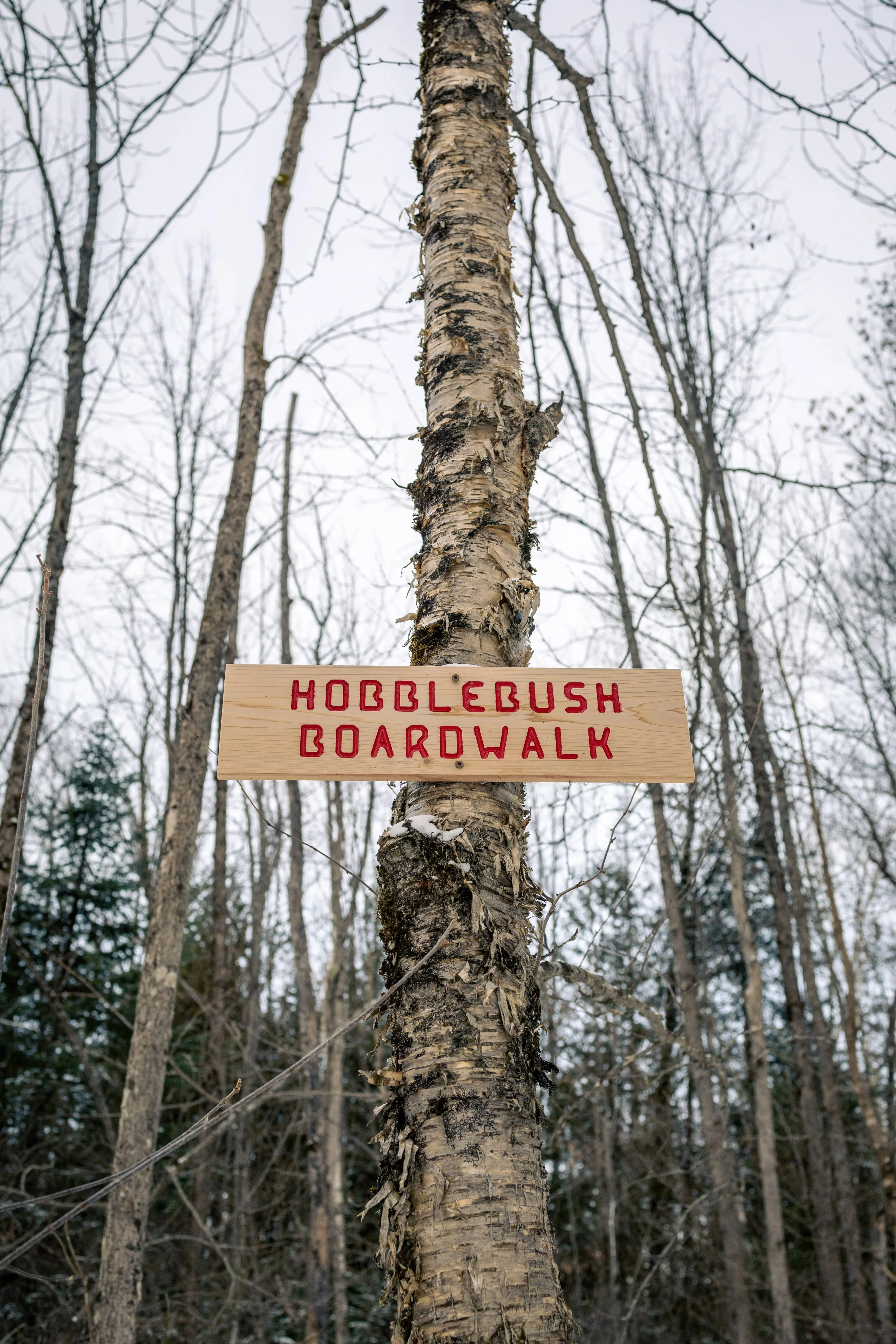 SNOVAP Winter Adventure Hike: Easy