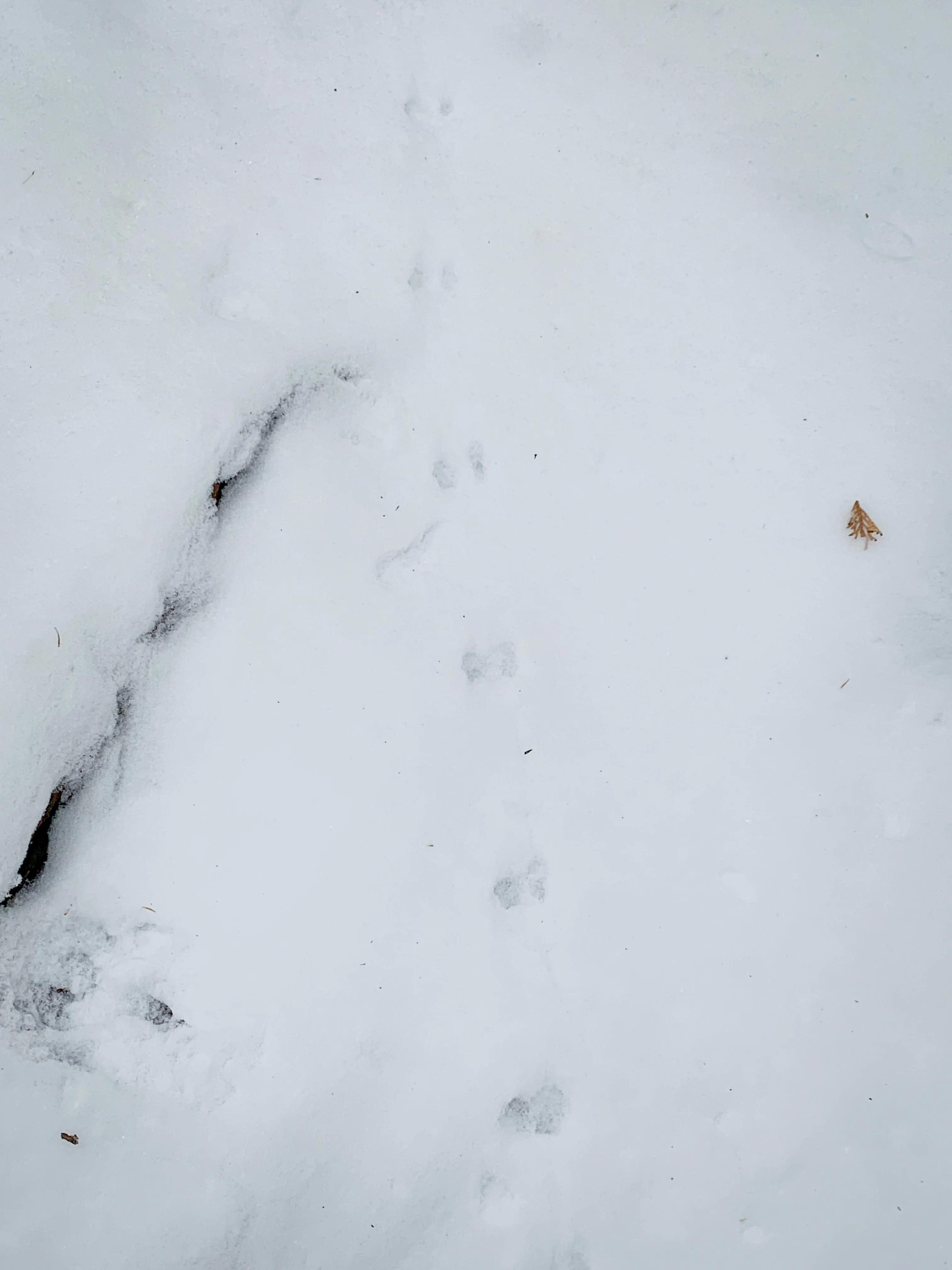 SNOVAP Winter Adventure Hike: Easy