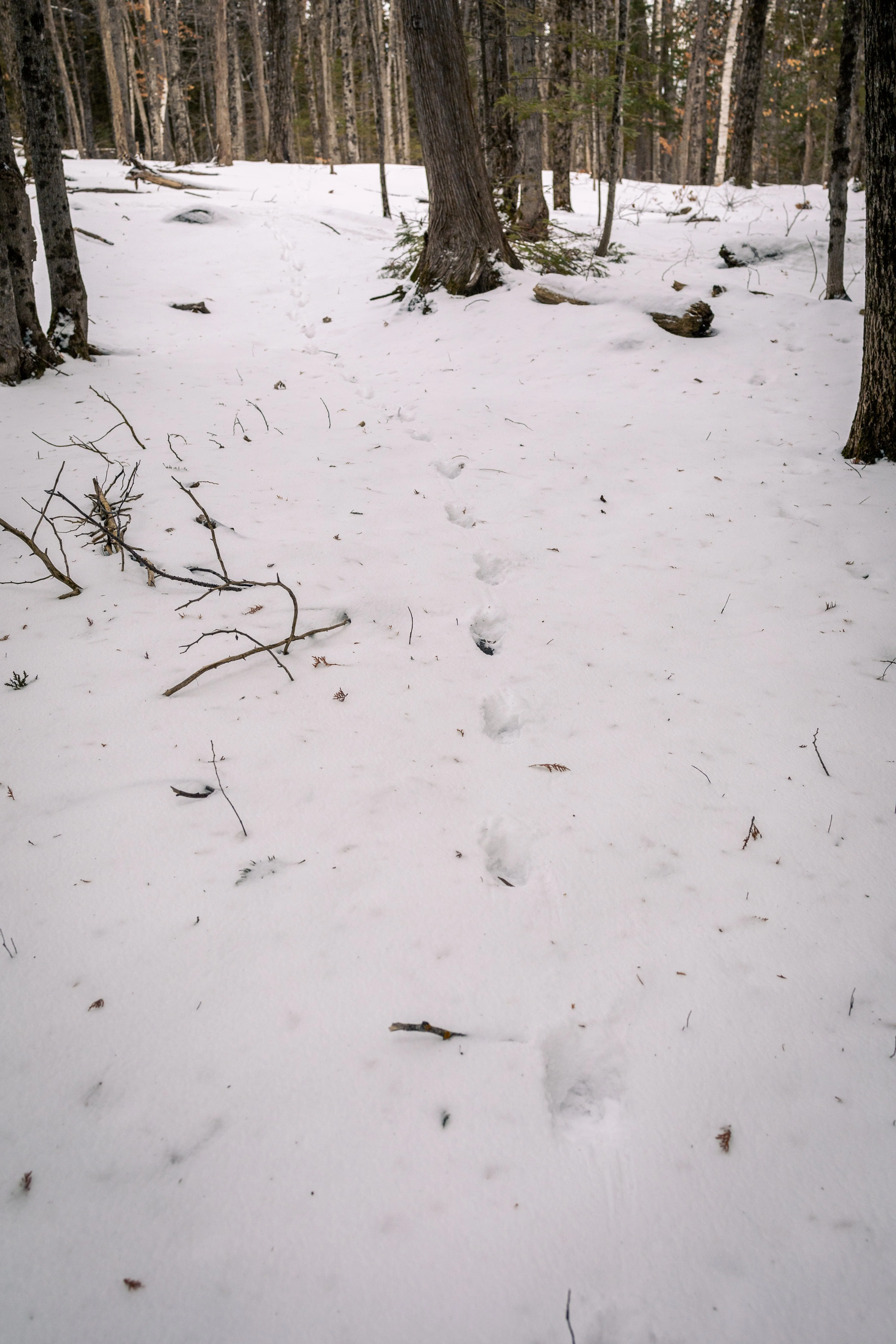 SNOVAP Winter Adventure Hike: Easy
