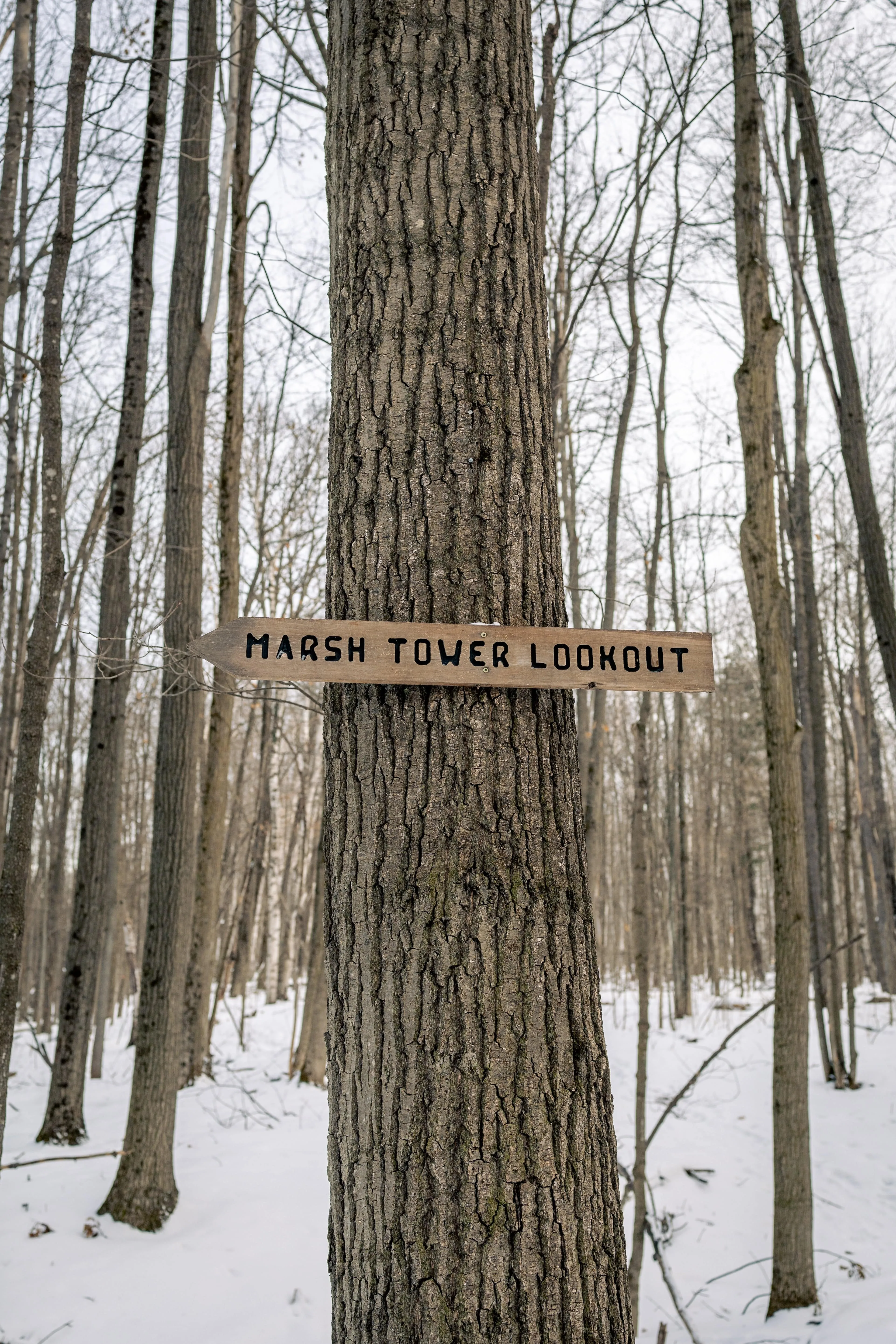 SNOVAP Winter Adventure Hike: Easy
