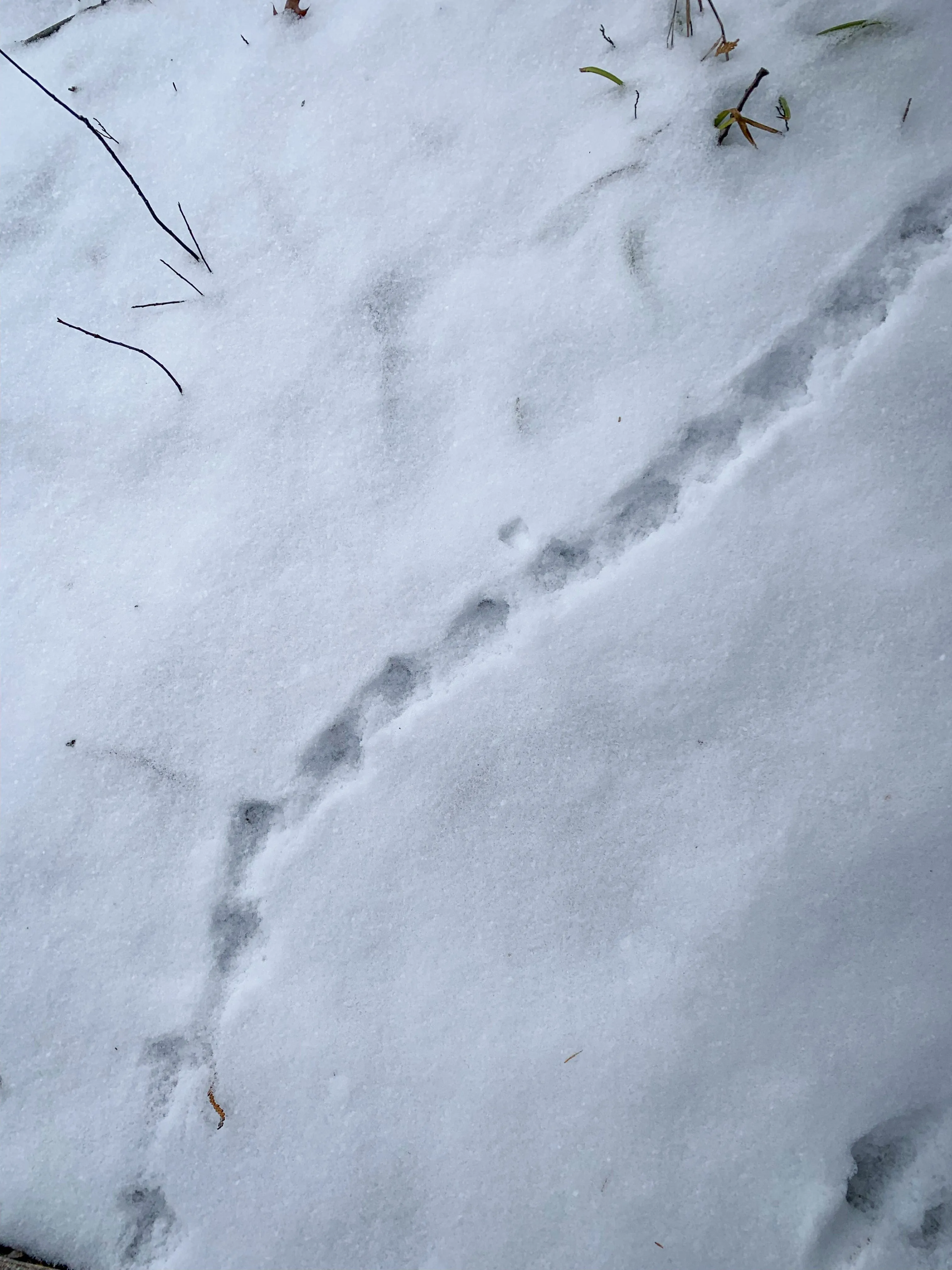 SNOVAP Winter Adventure Hike: Easy