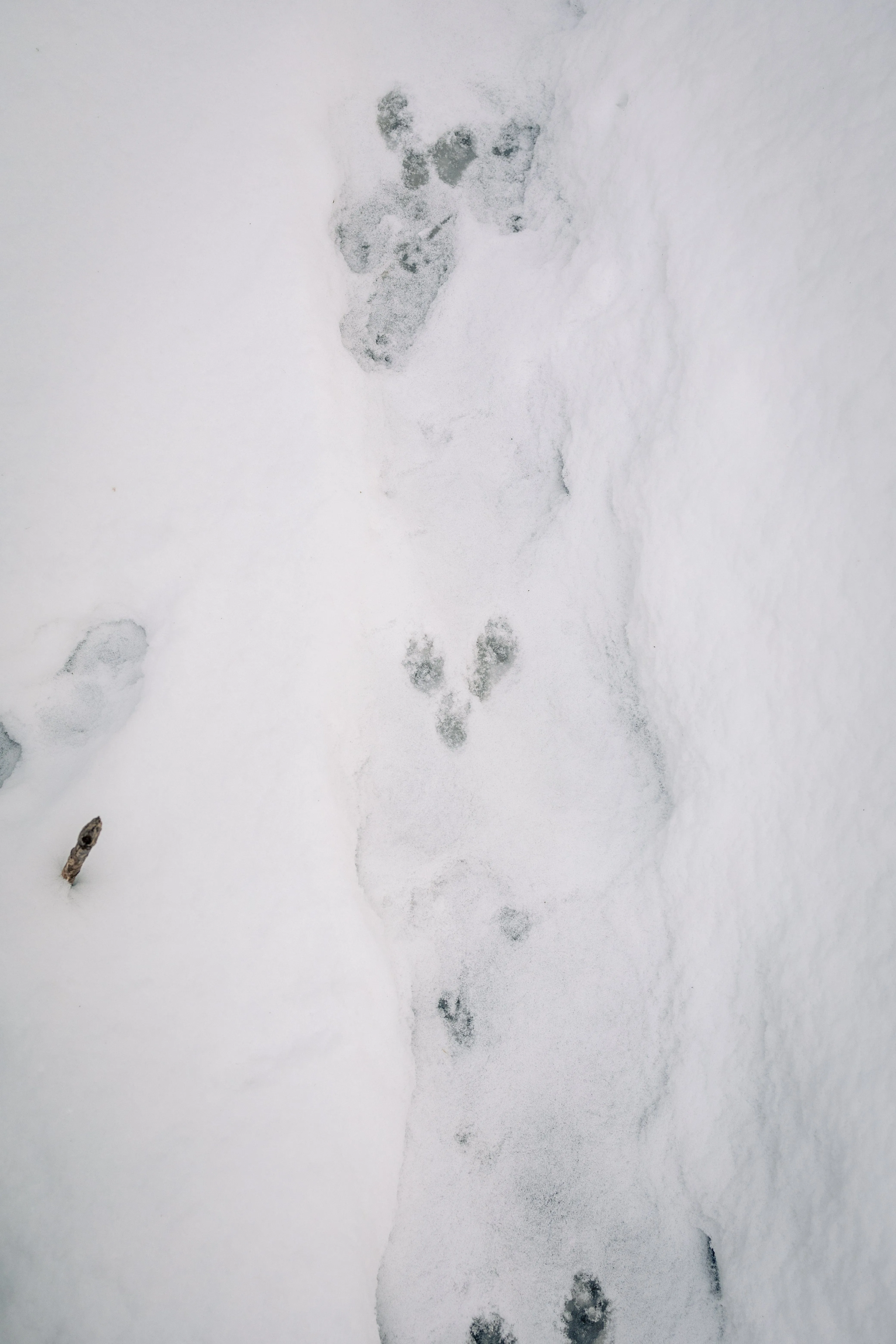 SNOVAP Winter Adventure Hike: Easy