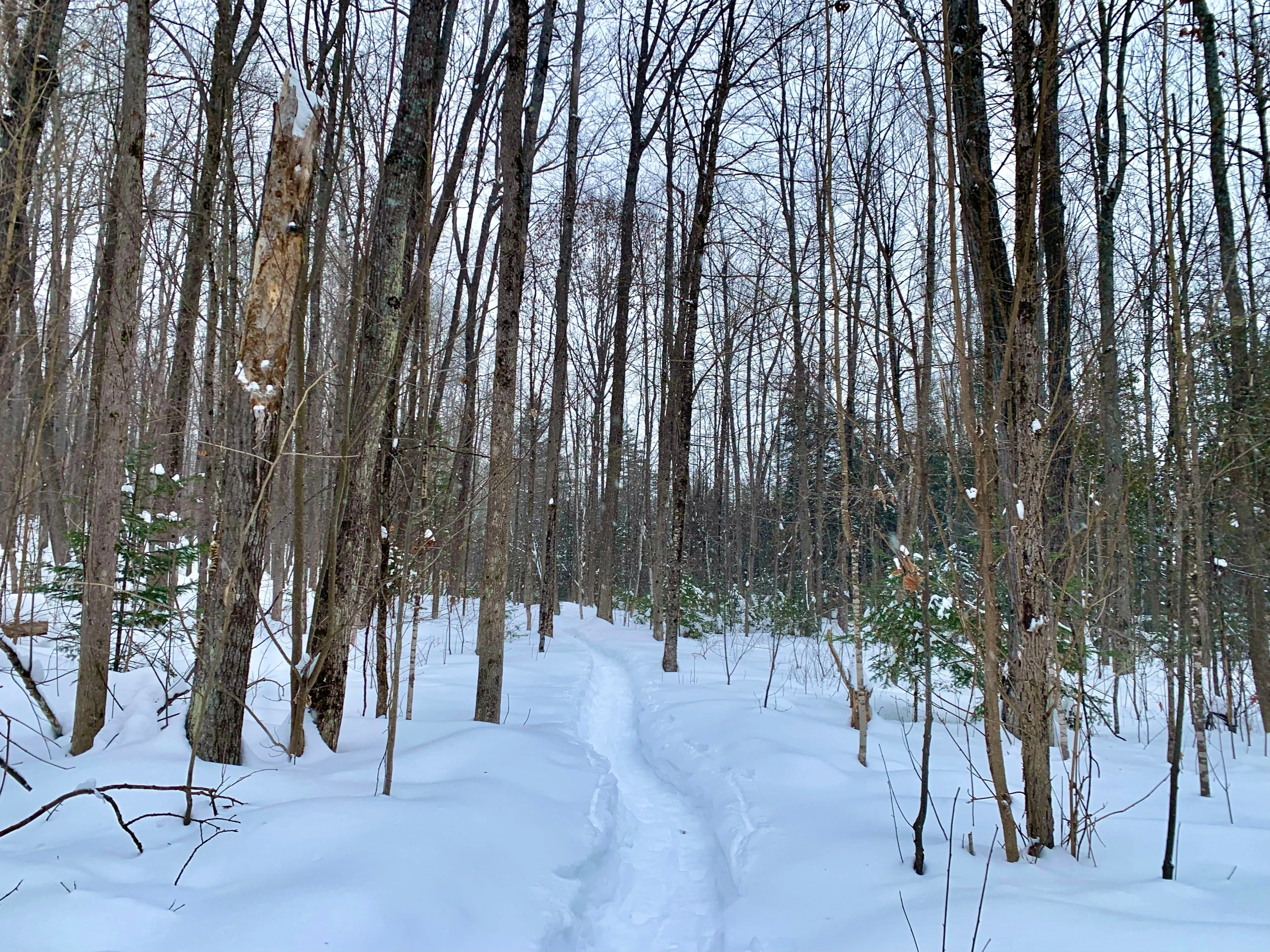 SNOVAP Winter Adventure Hike: Easy